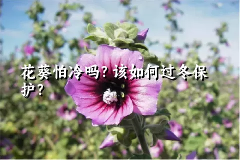 花葵怕冷吗？该如何过冬保护？