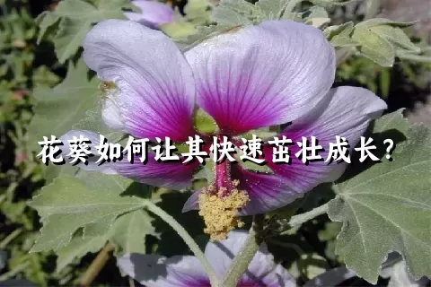 花葵如何让其快速茁壮成长？