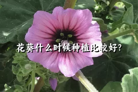 花葵什么时候种植比较好？