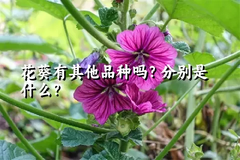 花葵有其他品种吗？分别是什么？