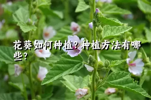 花葵如何种植？种植方法有哪些？