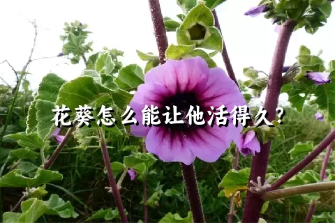 花葵怎么能让他活得久？