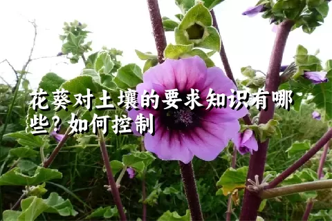 花葵对土壤的要求知识有哪些？如何控制