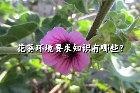 花葵环境要求知识有哪些？