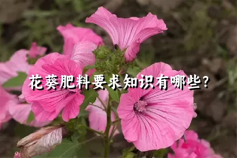 花葵肥料要求知识有哪些？