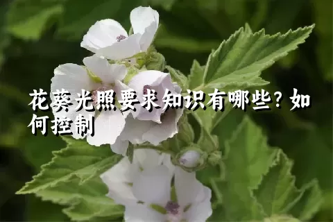 花葵光照要求知识有哪些？如何控制