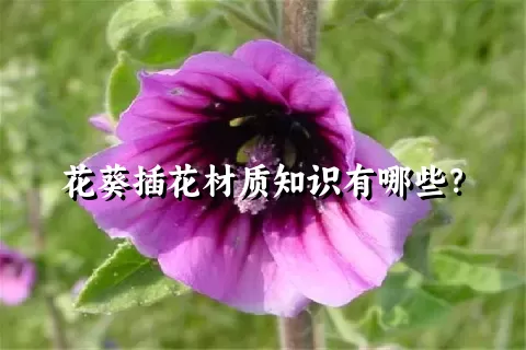 花葵插花材质知识有哪些？