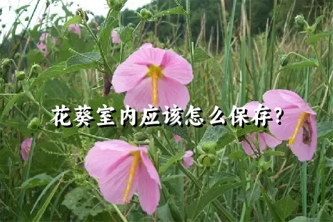 花葵室内应该怎么保存？