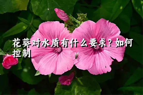 花葵对水质有什么要求？如何控制