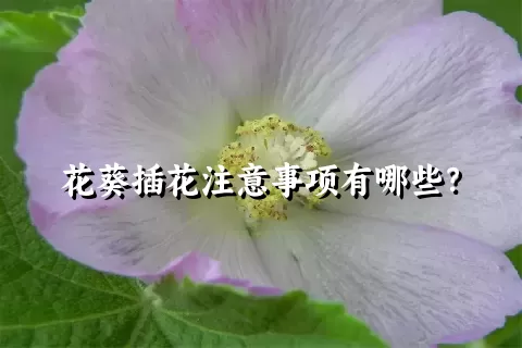 花葵插花注意事项有哪些？