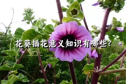 花葵插花意义知识有哪些？