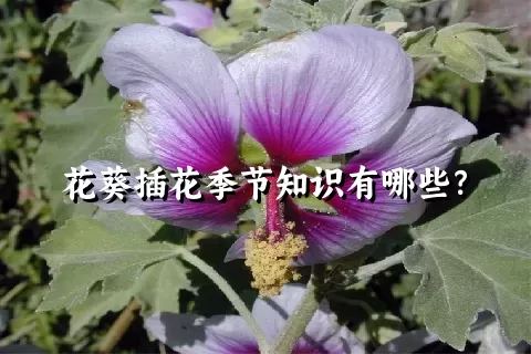 花葵插花季节知识有哪些？