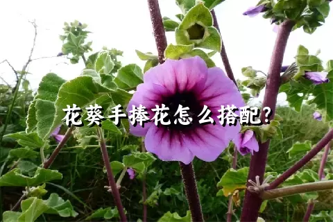 花葵手捧花怎么搭配？