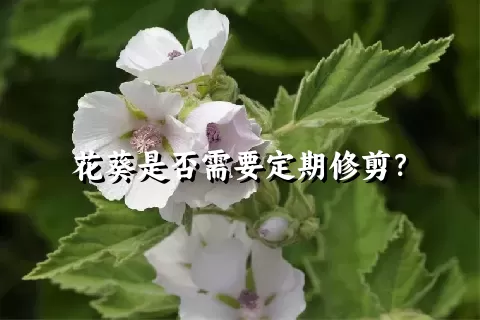 花葵是否需要定期修剪？