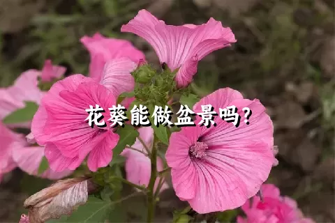 花葵能做盆景吗？