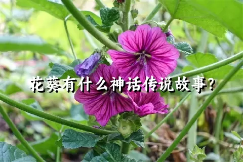 花葵有什么神话传说故事？