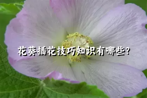 花葵插花技巧知识有哪些？