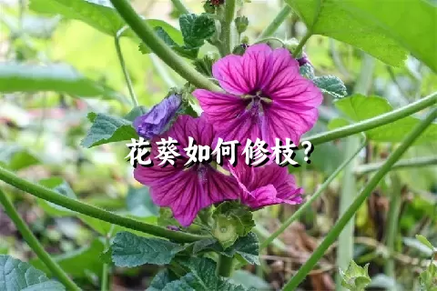 花葵如何修枝？