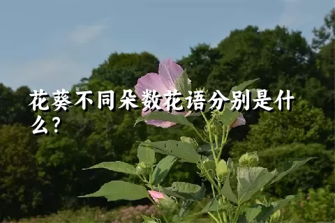 花葵不同朵数花语分别是什么？