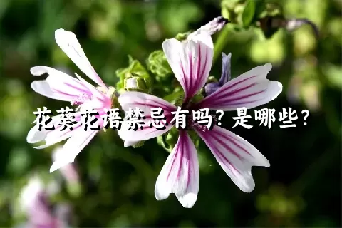 花葵花语禁忌有吗？是哪些？