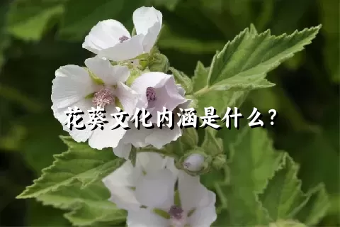 花葵文化内涵是什么？