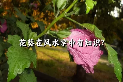 花葵在风水学中有知识？