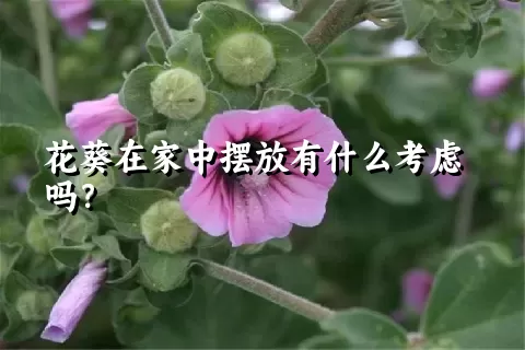 花葵在家中摆放有什么考虑吗？