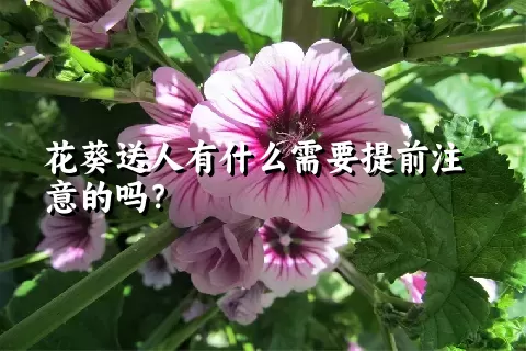 花葵送人有什么需要提前注意的吗？