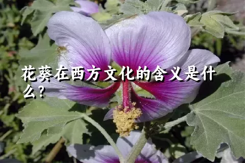 花葵在西方文化的含义是什么？