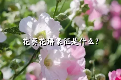 花葵花语象征是什么？