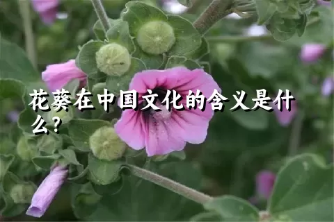 花葵在中国文化的含义是什么？