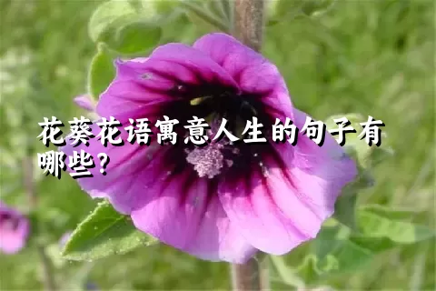 花葵花语寓意人生的句子有哪些？