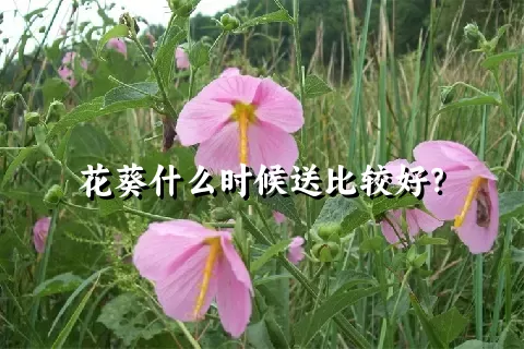 花葵什么时候送比较好？