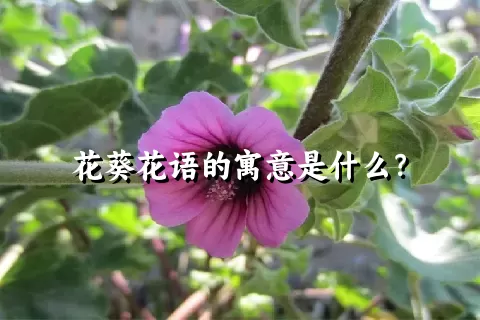 花葵花语的寓意是什么？