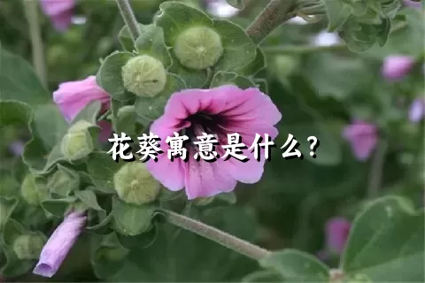 花葵寓意是什么？