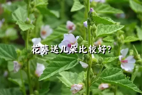 花葵送几朵比较好？