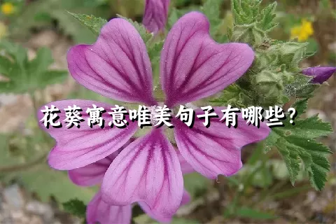 花葵寓意唯美句子有哪些？