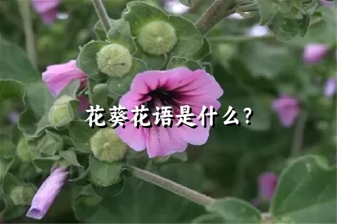 花葵花语是什么？