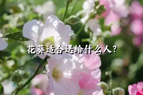 花葵适合送给什么人？