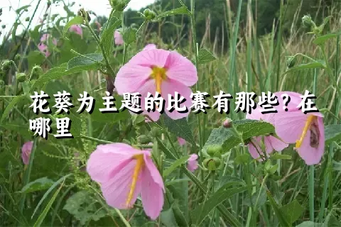 花葵为主题的比赛有那些？在哪里