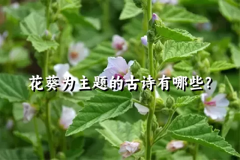 花葵为主题的古诗有哪些？