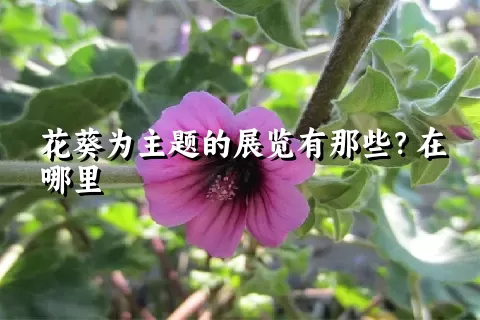 花葵为主题的展览有那些？在哪里