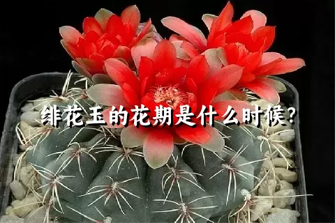 绯花玉的花期是什么时候？