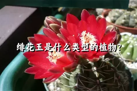 绯花玉是什么类型的植物？