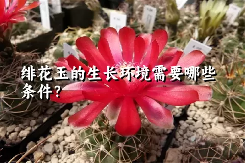 绯花玉的生长环境需要哪些条件？