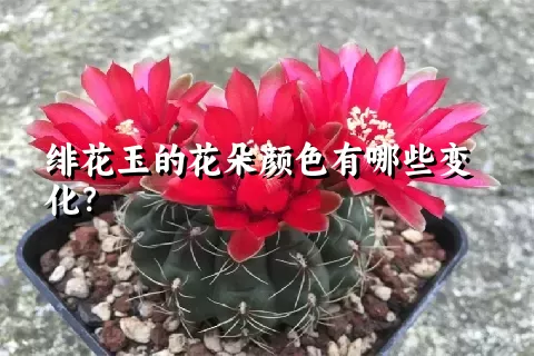 绯花玉的花朵颜色有哪些变化？