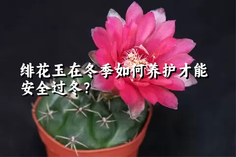 绯花玉在冬季如何养护才能安全过冬？