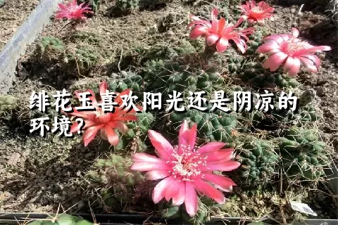 绯花玉喜欢阳光还是阴凉的环境？