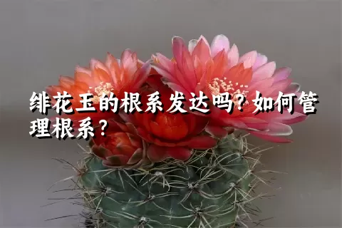 绯花玉的根系发达吗？如何管理根系？