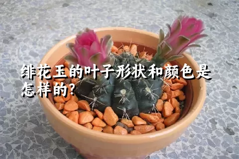 绯花玉的叶子形状和颜色是怎样的？